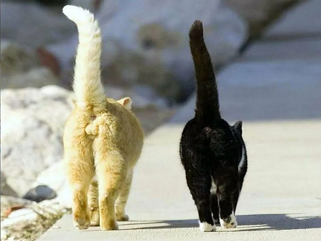 порода кошек с заломом хвоста. кот часто под хвостом. позиции хвоста у кошек. кот лижет. язык котов по хвосту.