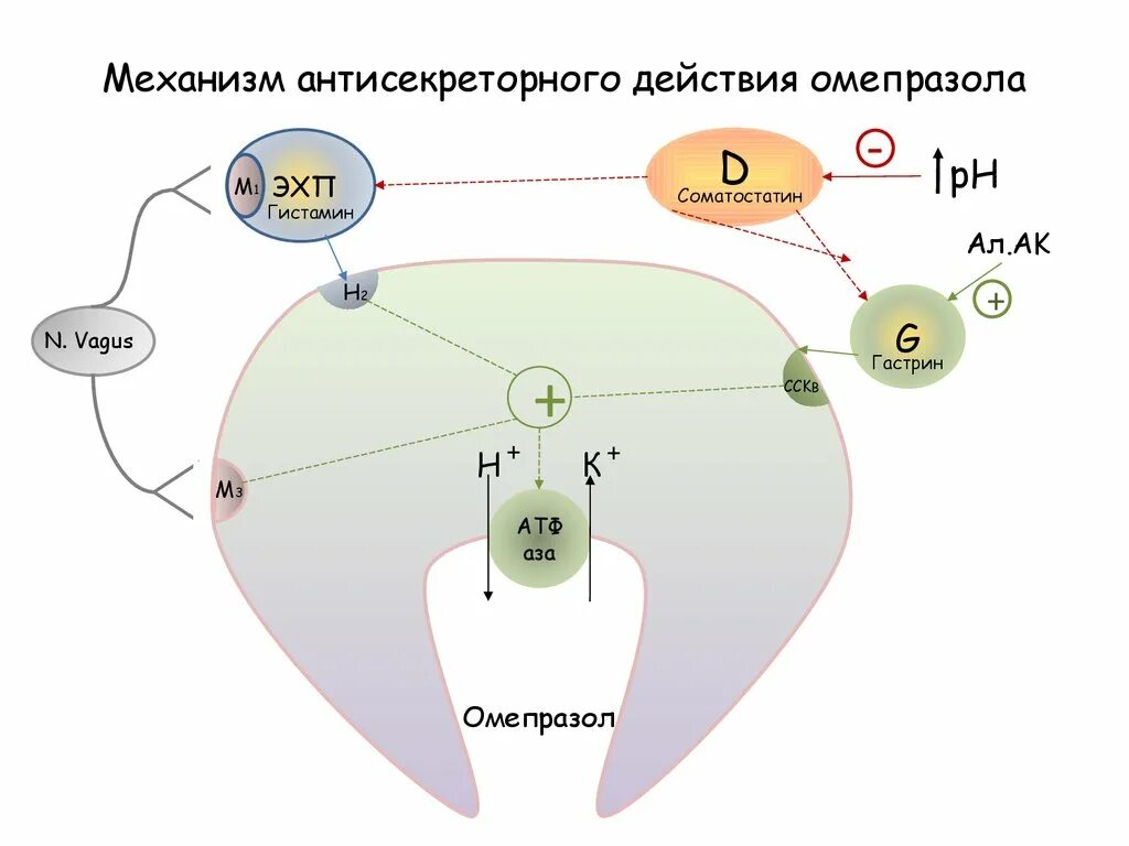 Омепразол побочные эффекты. Омепразол механизм действия. Механизм действия омепразола. Механизм действия омепразола фармакология. Механизм антисекреторного действия омепразола.