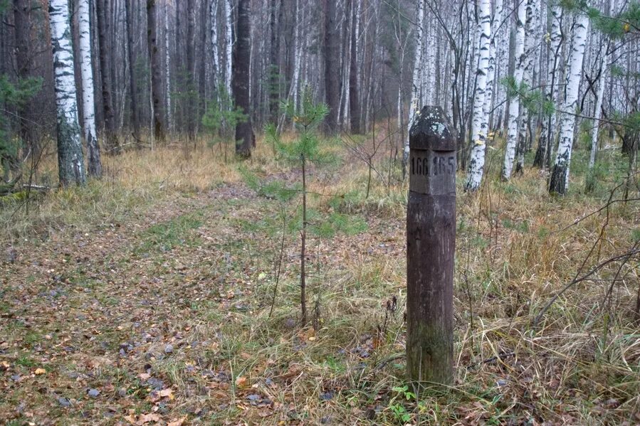 У просеки никитич осторожно выглянул из чащи. Квартальный столб в лесу. Столбы на просеках. Просека столб. Ориентирование по квартальным столбам в лесу.