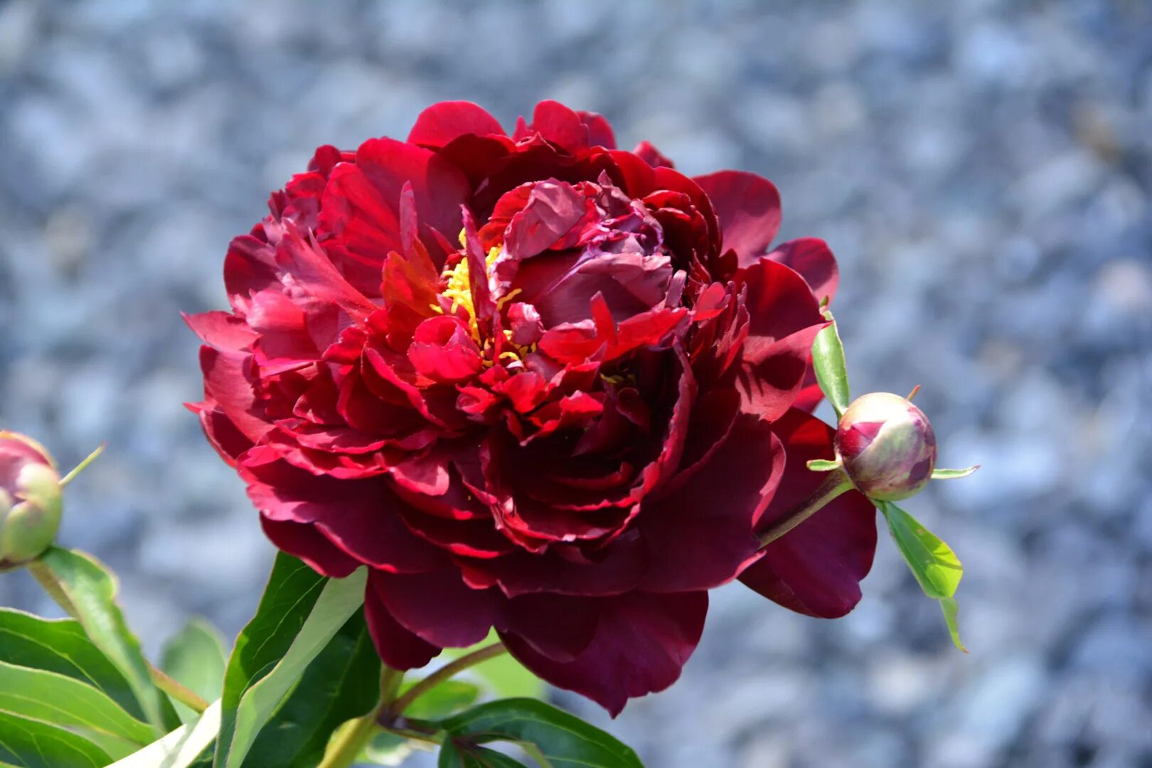 Paeony cutflowers and roots season 2022. Пионы срез сезон 2022