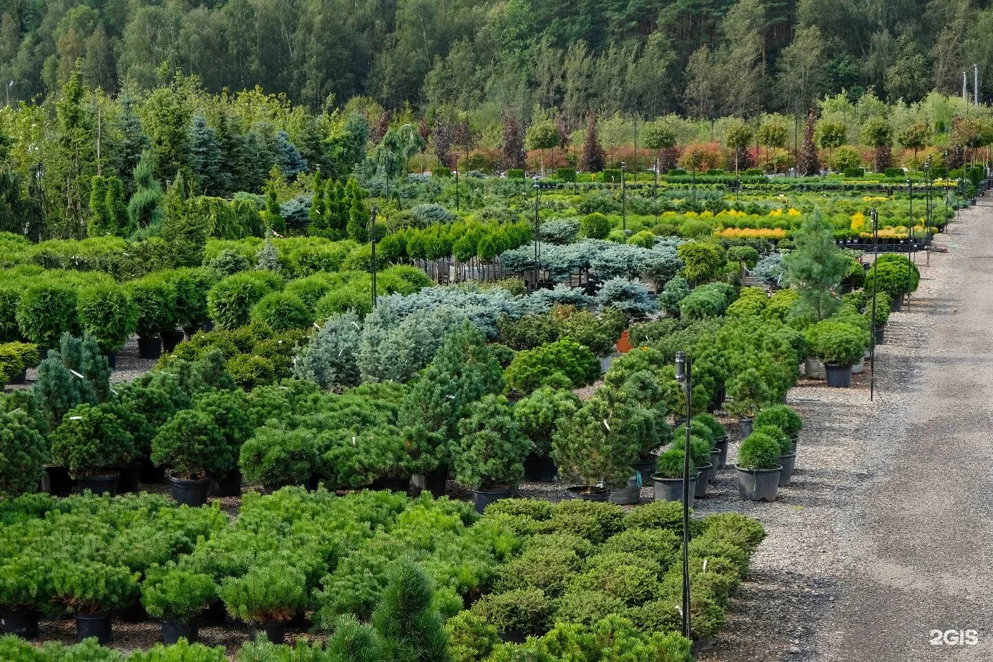 Главный ботанический сад ран москва. Оксана пискарева ландшафтный дизайнер. Московские сады магазин. Мини сады москва проект. Парк ботанический сад москва.