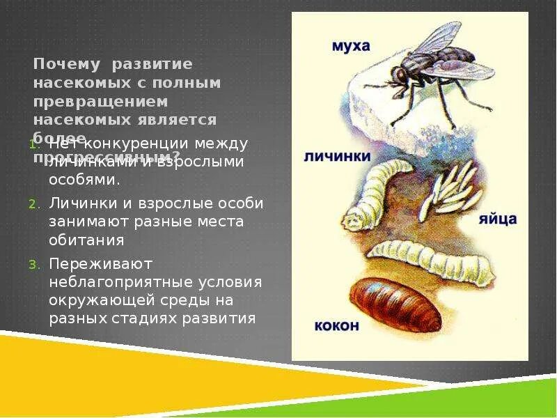 Биология 7 класс насекомые с полным превращением. Типы развития насекомых 7 класс биология. Тип развития насекомых с полным и неполным превращением. Личинки насекомых по видам. В чем преимущество развития с метаморфозом