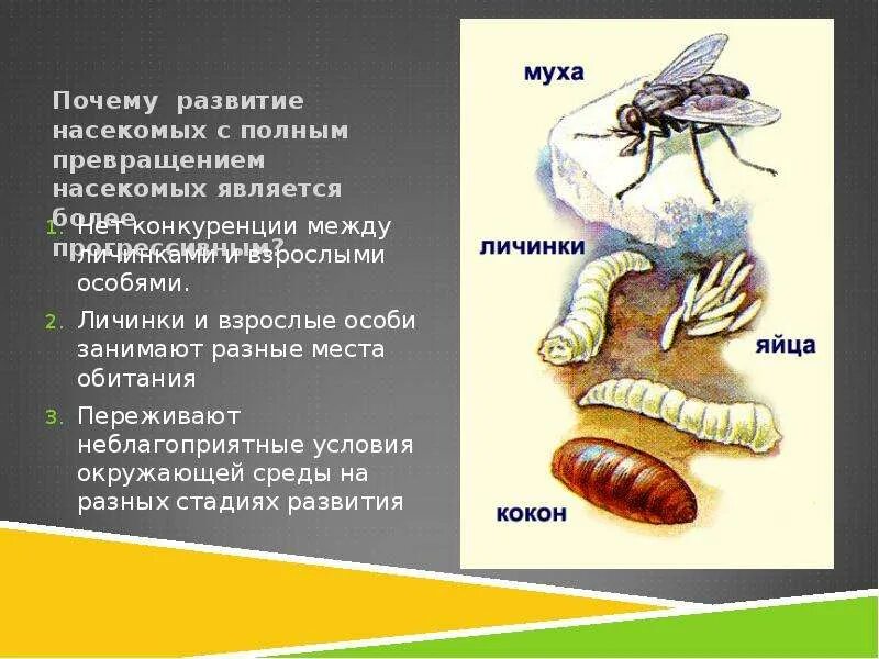 Типы насекомых. Стадии развития насекомых с полным превращением. Насекомые с полным превпащение. Насекомые с родным превращение. Этапы развития насекомых с полным превращением.