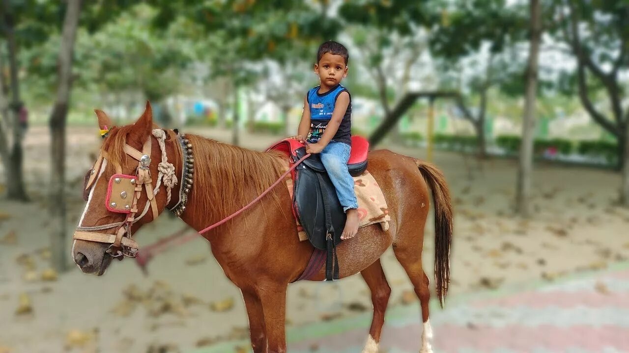 Horse kids. Horse and Kids. Kid Ride Horse. Ride a Horse for Kids. Funny Horse Kids.