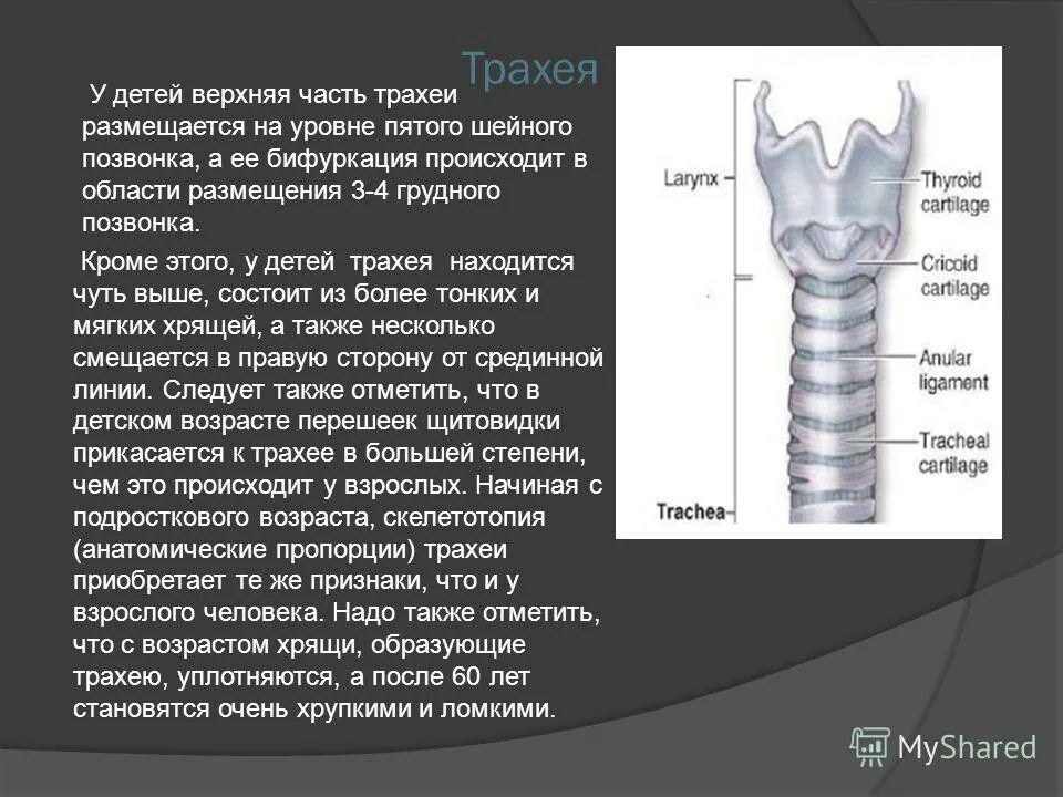 Длина трахеи