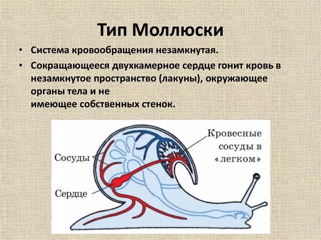 Сердце улитки. Тип моллюски кровеносная система. Тип моллюски Тип кровеносной системы. Тип моллюски строение кровеносной системы. Незамкнутая кровеносная система у моллюсков.