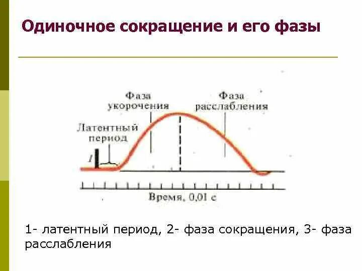 Низкая вторая фаза. Фазы одиночного мышечного сокращения. Одиночное мышечное сокращение его фазы. Схема одиночного мышечного сокращения и его фазы. Одиночное сокращение скелетных мышц, его фазы..