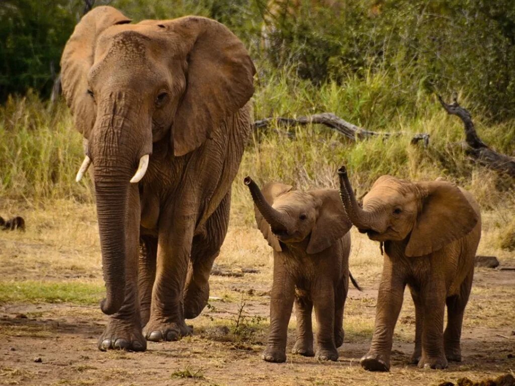 9 elephants