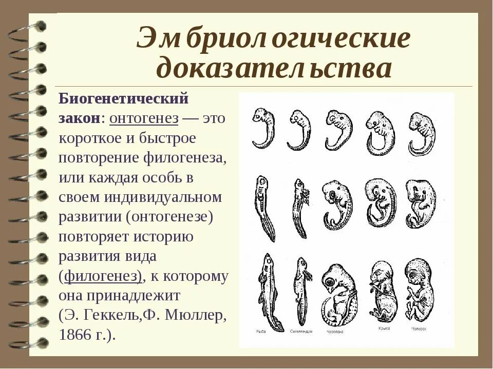 Онтогенез тест с ответами. Биогенетический закон развития. Онтогенез краткое повторение филогенеза. Эмбриологические доказательства таблица. Стадии развития биогенетический закон.