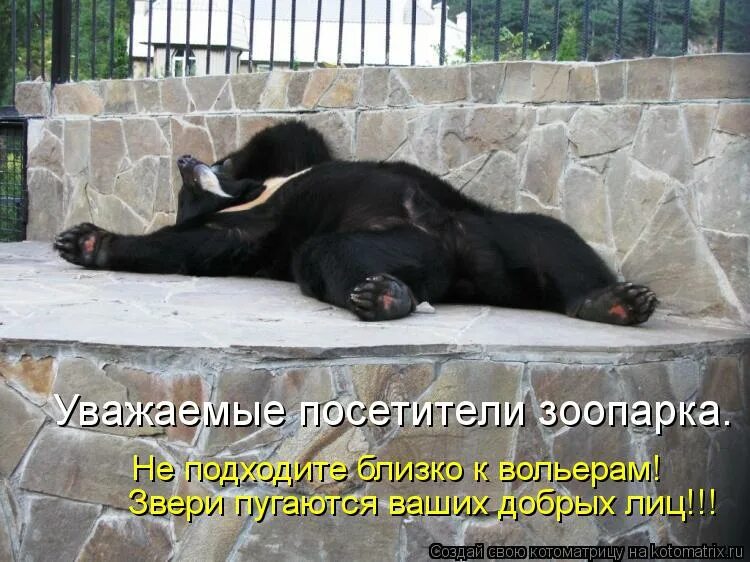 Уважаемые посетители зоопарка. Приносим свои извинения по техническим причинам. Уважаемые посетители зоопарка. Уважаемые посетители зоопарка. Орангутан ленинградский зоопарк.