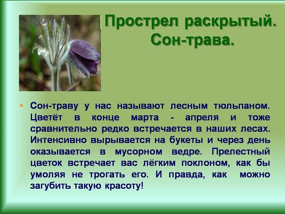 Презентация весеннее пробуждение растений 2 класс. Сон-трава красная книга. Сон трава фото растения и описание. Сон трава рассказ. Сон трава описание.