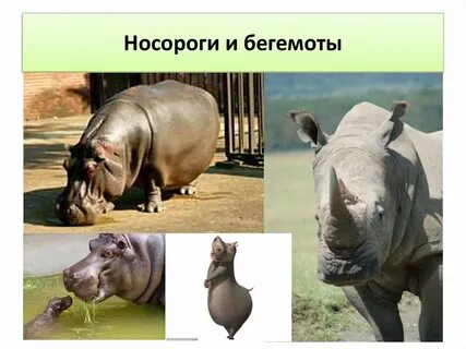 Чем отличается гиппопотам