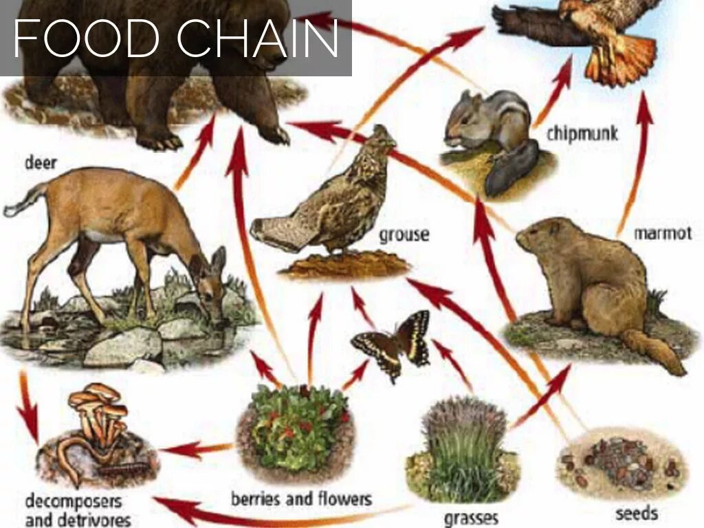 Составить цепи питания тайги. Пищевая цепочка. Схема питания тайги. Пищевая цепочка тайги. Сеть питания тайги.