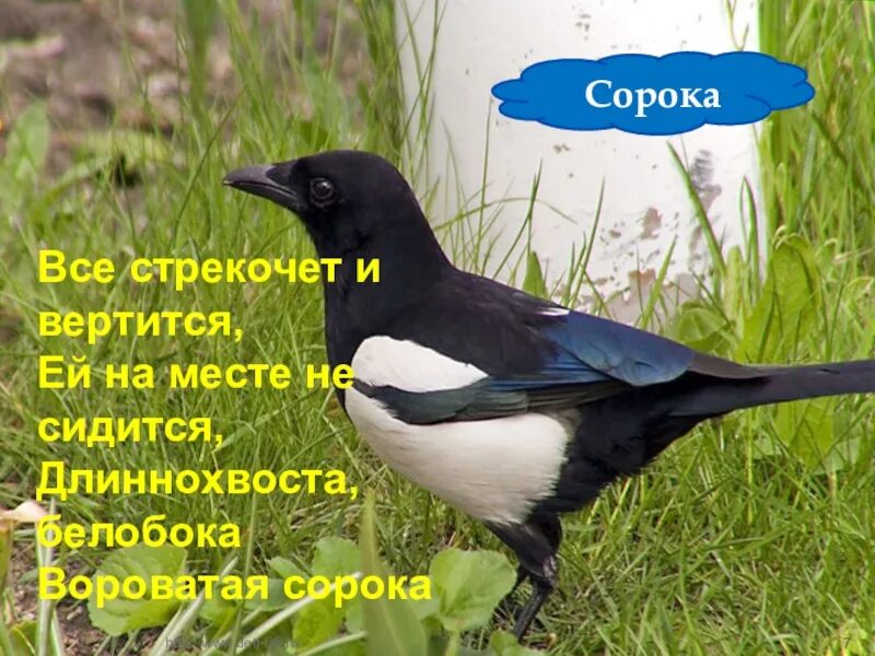 Какая птица стрекочет кроме сороки. Сорока трещит. Какая птица стрекочет. Птицы стрекочут как сороки. Отгадай загадку вертится стрекочет весь день хлопочет.