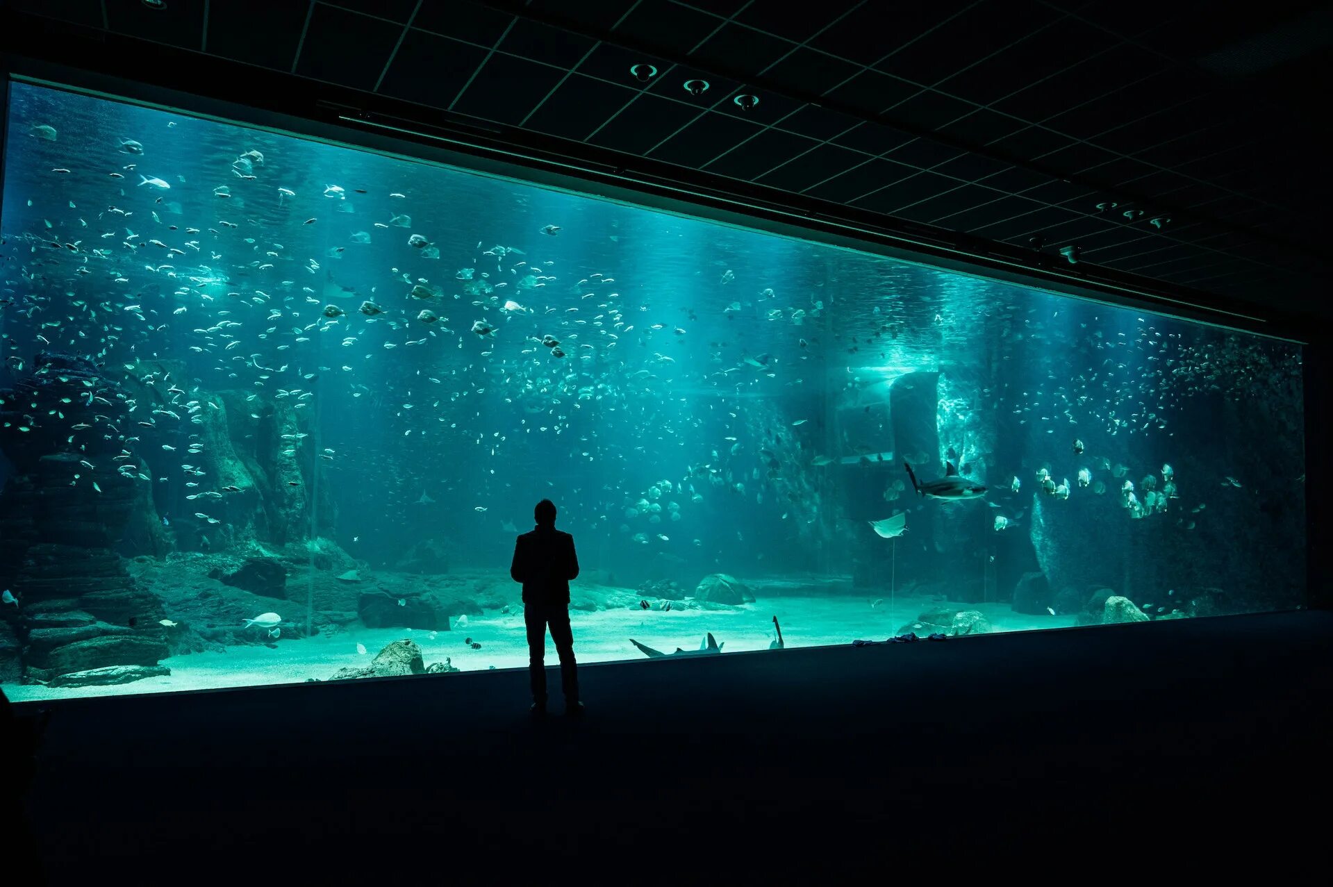 Открытие самого большого океанариума. Аквариум Абу Даби. Самый большой аквариум в Абу Даби. Новый океанариум в Абу Даби. Большой аквариум в океанариуме.
