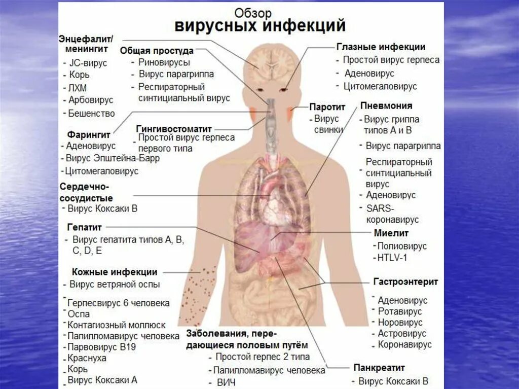 Группы вирусных инфекций. Вирусные заболевания. Вирусные инфекции заболевания. Обзор вирусных инфекций. Заболевания человека список.