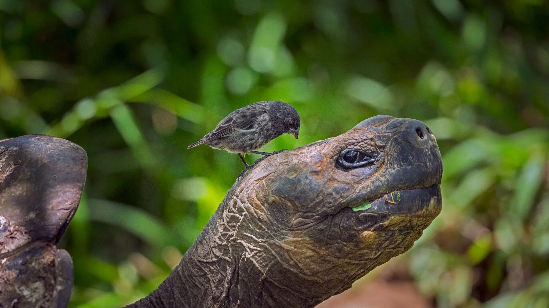 Галапагосские черепахи Дарвин. Галапагосская черепаха. Голубоногая черепаха. Галапагосские острова животные. Птица черепаха