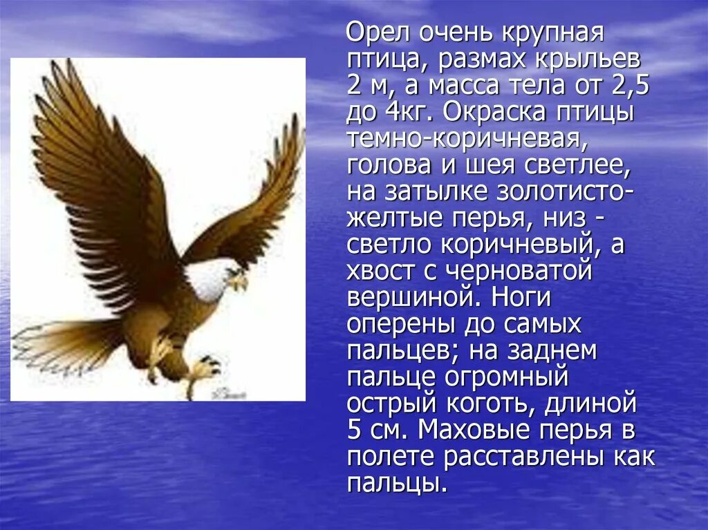 Орел птица сообщение. Сообщение об Орле. Описание орла. Доклад про орла. Презентация на тему Орел.