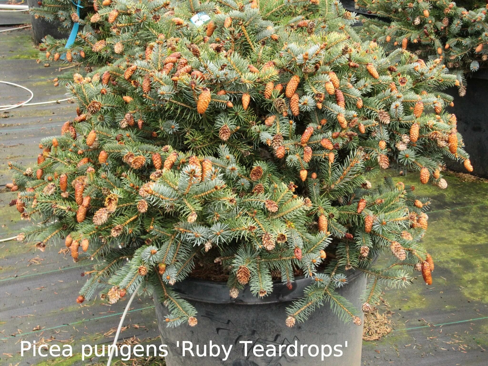 Ель руби. Ель колючая (Picea pungens) "Hermann Naue. Ель колючая Ruby Teardrops. Picea Mariana Beissneri.