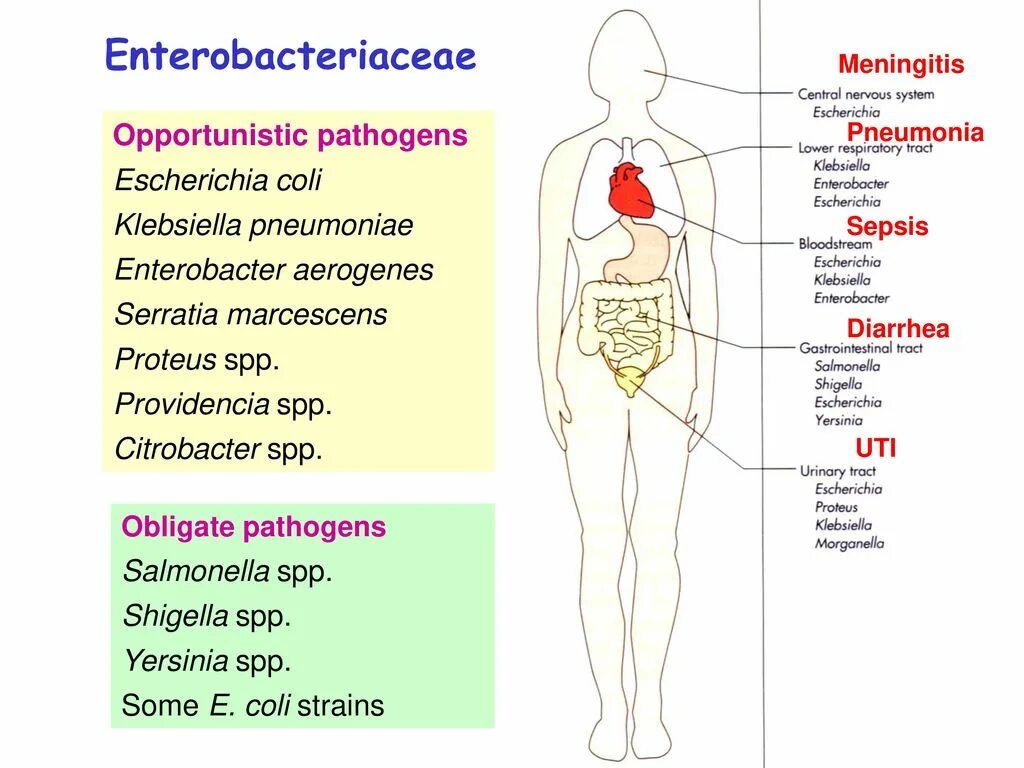 Enterobacteriaceae spp у мужчин что это. Семейство enterobacteriaceae схема. Дисбиоз в анализах мазка у мужчины. Enterobacteriaceae spp у мужчин что это. Enterobacteriaceae у мужчин.