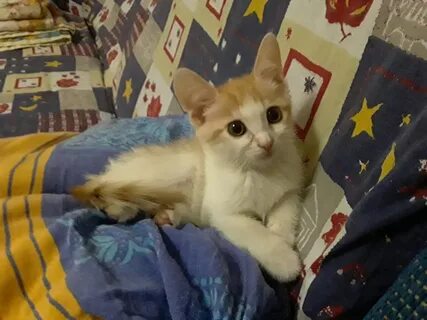 Котята магнитогорск в добрые