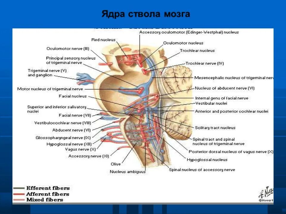 Проекция ядер черепных нервов на ствол мозга. Парабрахиальное ядро ствола мозга. Ствол мозга ядра каких нервов. Ядра черепных нервов в стволе головного мозга.