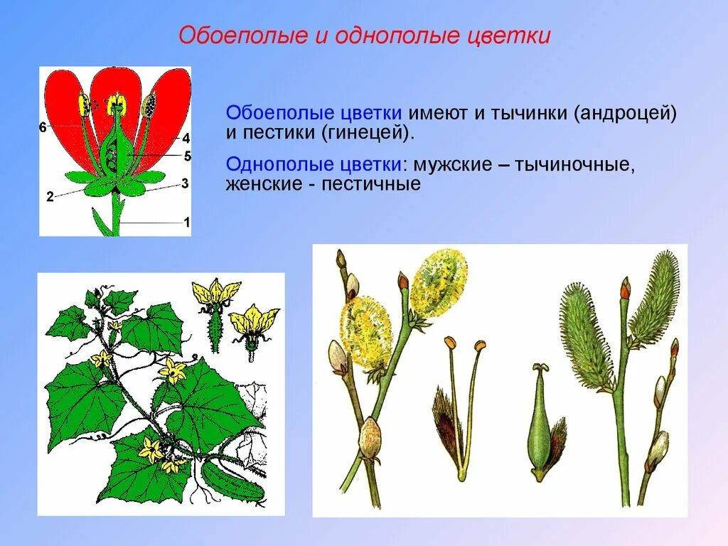 Является обоеполым. Цветки тычиночные, пестичные и обоеполые. Однополые и обоеполые цветки. Тычиночные цветки и пестичные цветки. Обоеполые цветки и однополые цветки.