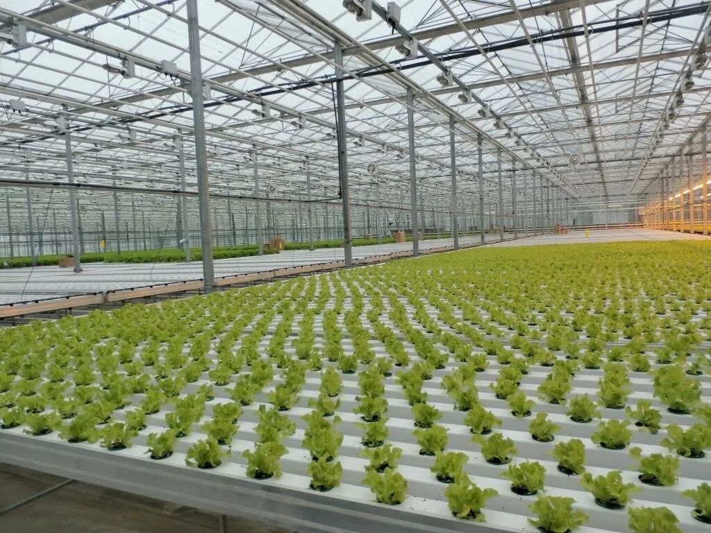 Теплицы елец. Тепличный комбинат елецкие овощи. Теплица под ельцом. Ооо тепличный комбинат елецкие овощи. Теплица венло.