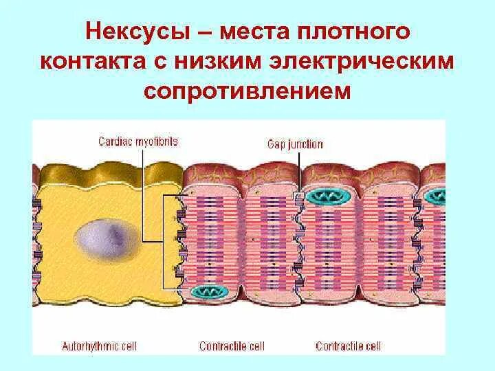 Нексус это гистология. Нексус это гистология
