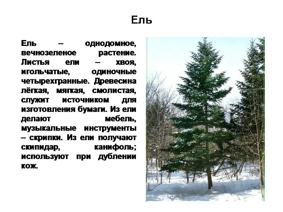 Характеристики соснового и елового леса по группам. Краткий доклад про ель. Краткое сообщение о ели. Презентация еловый лес. Короткий доклад про ель.