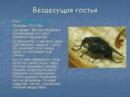 При какой температуре мухи впадают в спячку