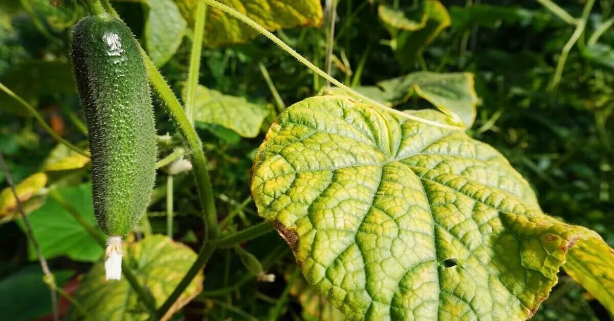 Лечение листьев огурцов. Обыкновенная огуречная мозаика (cucumber mosaic virus).. пероноспороз огурцов. вирус зеленой крапчатой мозаики огурца. белая мозаика на огурцах.