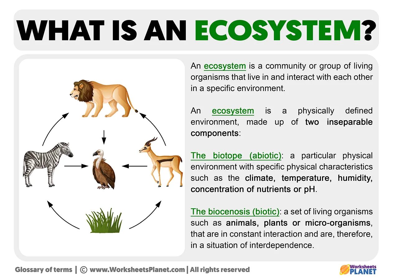 What is the ecosystem. Ecosystem is. what is an ecosystem. characteristics of living organisms. mi ecosystem.