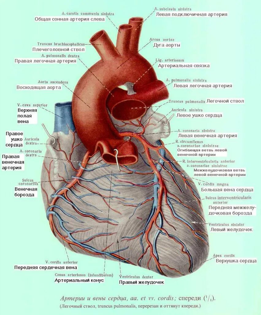 Строение сердца анатомия латынь. Строение сердца легочный ствол аорта. Коронарные артерии анатомия атлас. Строение сердца человека с аортой.