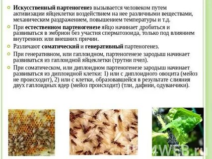 Видами партеногенеза являются