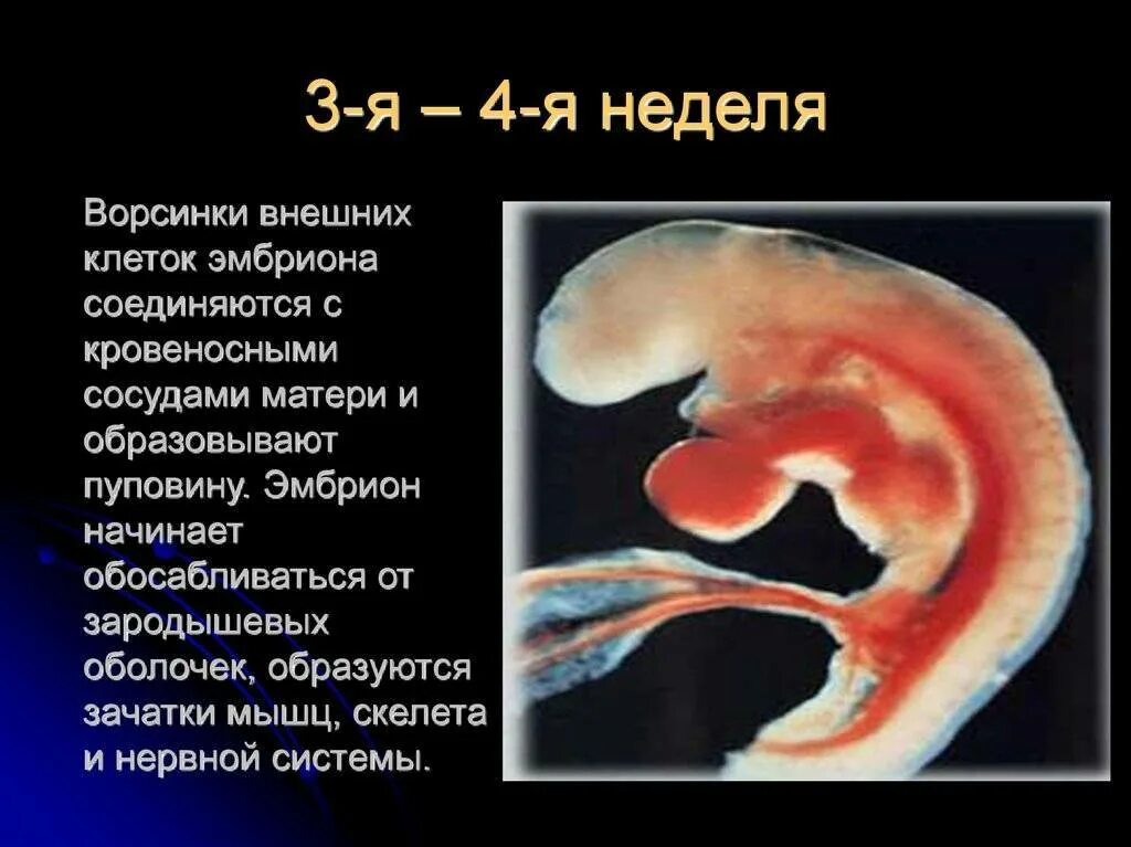 Как выглядит зародыш в 3-4 недели. Формирование эмбриона в 4 недели беременности. Эмбрион человека 3-4 недели. Что происходит на 3 неделе