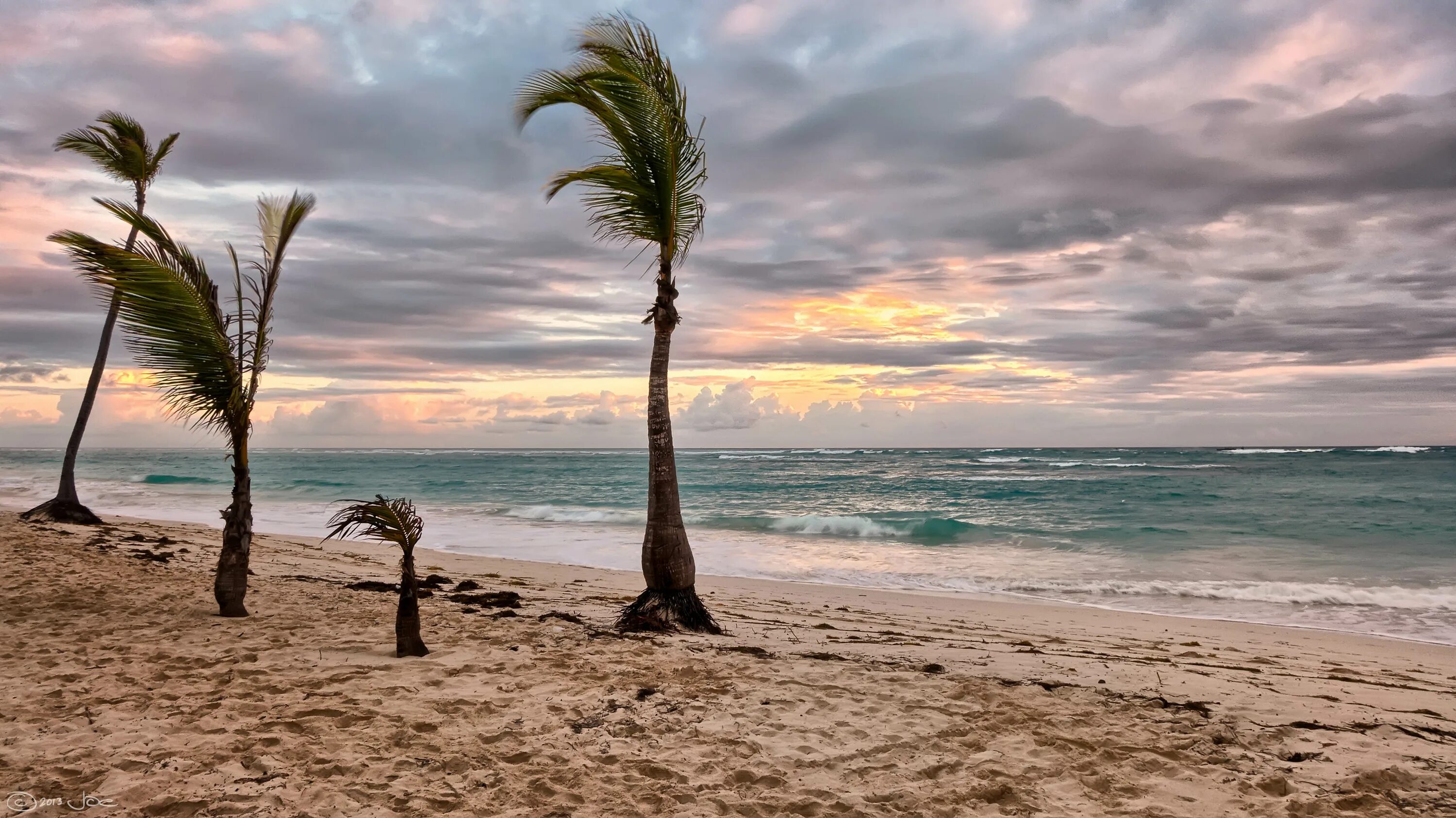 Пальма Тенерифе. Пальмы шторм. Пляж. Пальмы на ветру. Ветер на берегу океана