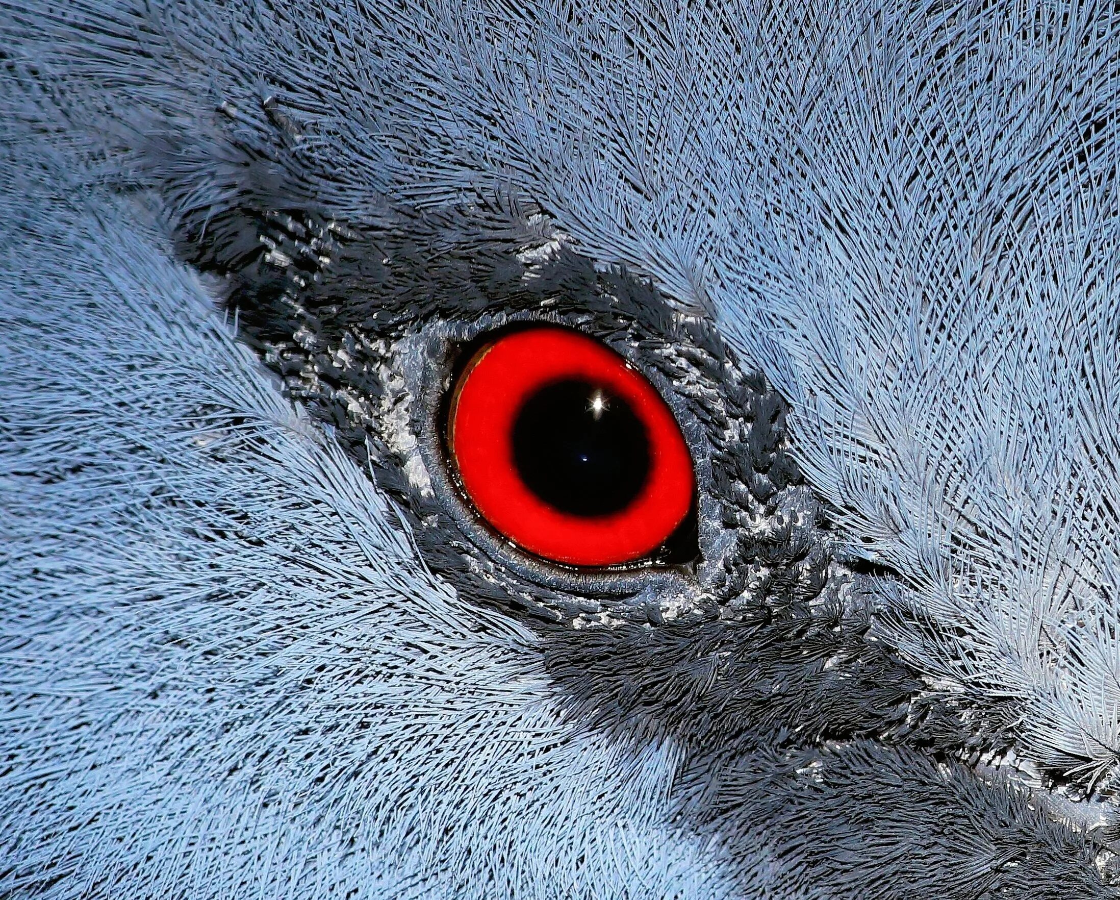 Птичьи глазки. Глаз птицы. Птица с красными глазами. Зрачки птиц.