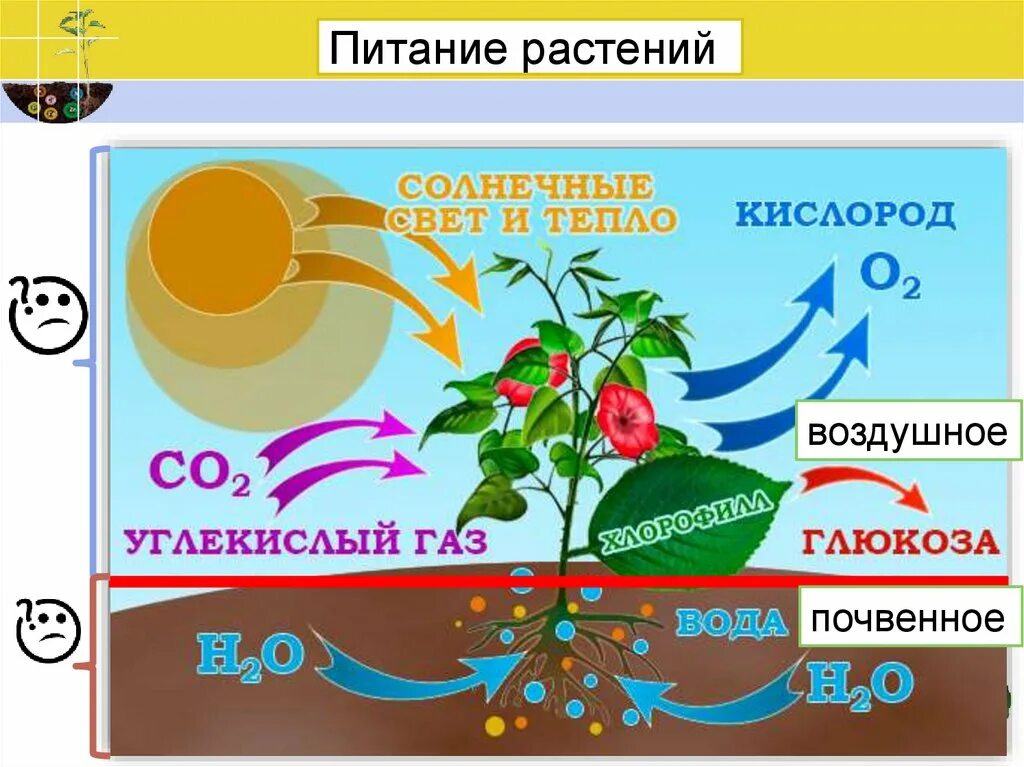 Солнечное питание растений. Питание растений 3 класс. Солнечное питание растений. Как питаются растения. Питание растений.