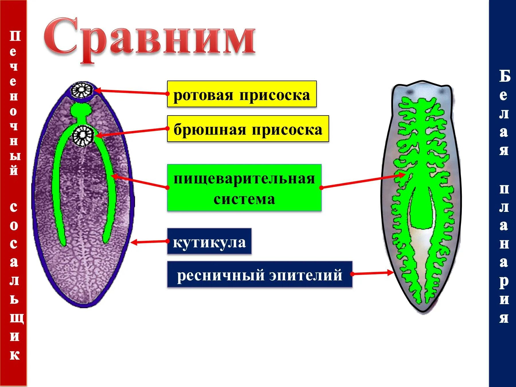 Черви покрыты кутикулой. Брюшная присоска печеночного сосальщика. У плоских червей есть кутикула. Пищеварительная система печеночного сосальщика присоски. Кутикула плоских червей.