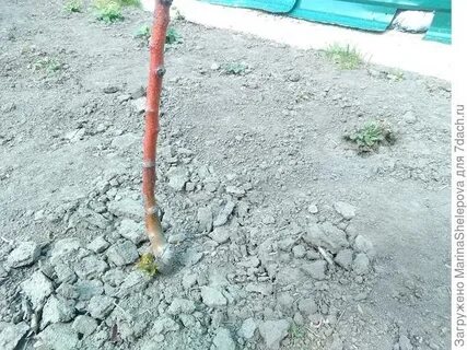 Замерз саженец груши