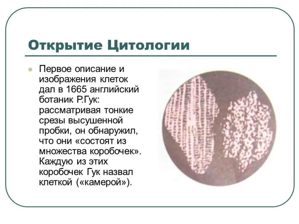 Первое описание клетки. Цитология презентация. Первое описание клетки дал. Основы цитологии. Науки биологии цитология