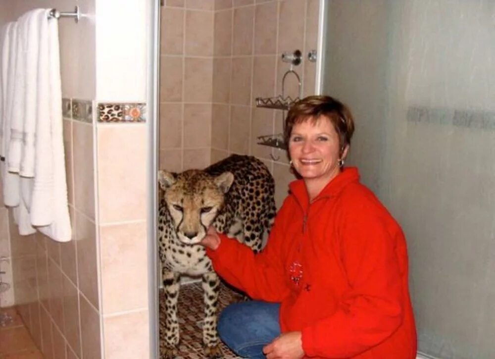 Pet cheetah. Домашний гепард в квартире. Гепард домашний питомец. Гепард в доме. Гепард домашний в доме.