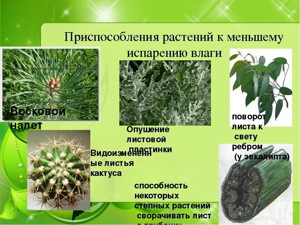 Какое приспособление способствует. Приспособления растений. адаптация растений. растения приспособленные к влажности. приспособление листьев к уменьшению испарения.