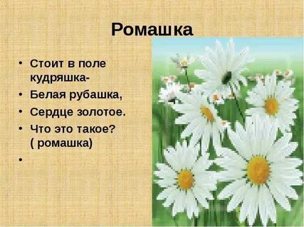 Побочный заработок в рифму с ромашкой