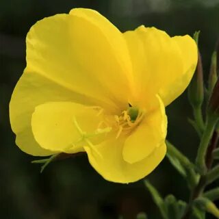 Evening primrose