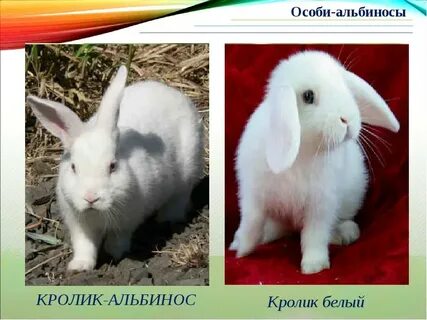 Белая особь