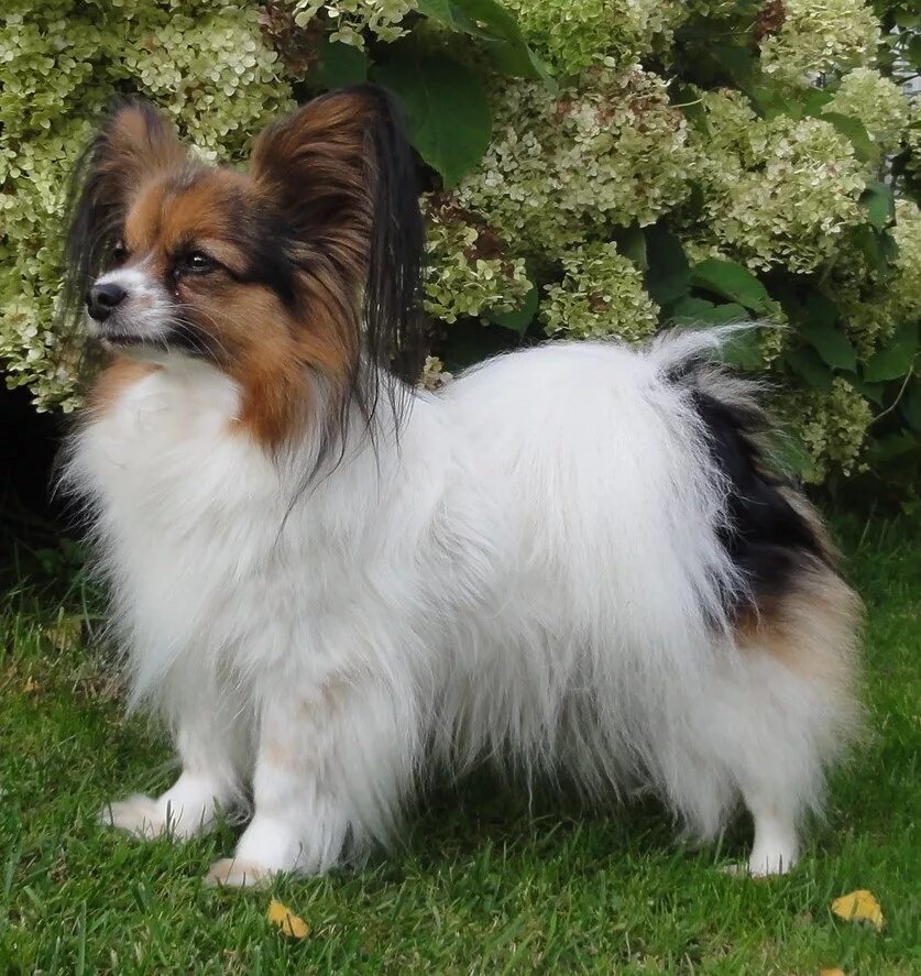 папильон собака характеристика