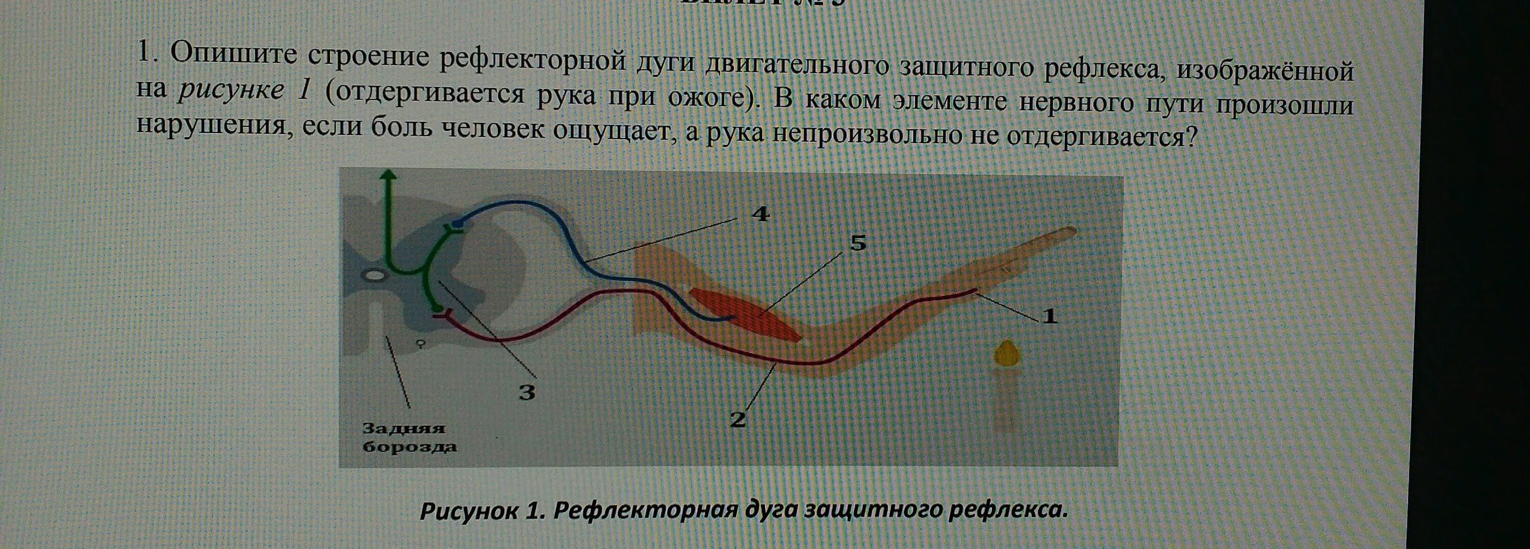 Рефлекторная дуга защитного рефлекса. Строение рефлекторной дуги. Опишете строение рефлекторной дуги. Опишите строение рефлекторной дуги. Рефлекторное течение