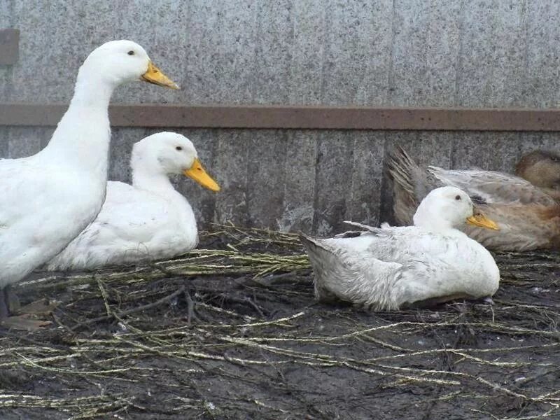 Порода уток черри велли. Утки породы старт 53. Утка старт. Утка старт. Утка старт.